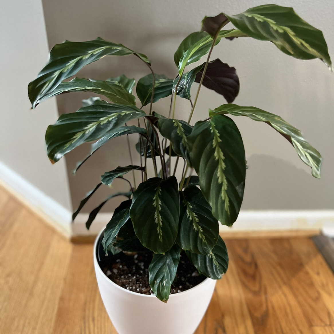 Prayer Plant 'Maui Queen' in a white pot with vibrant green leaves and distinctive patterns.