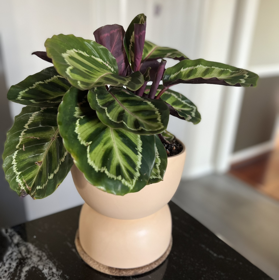 Close up view of a healthy, vibrant Calathea roseopicta plant with striking green and purple patterned leaves in a ceramic pot.