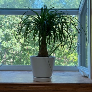 Ponytail Palm plant in Catonsville, Maryland