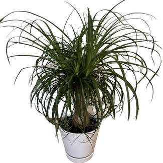 Ponytail Palm plant in Catonsville, Maryland
