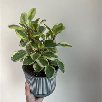 Peperomia Citrus Twist plant in Catonsville, Maryland