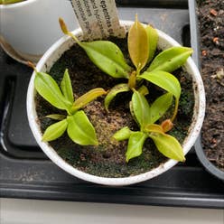 Nepenthes Monkey Jars plant