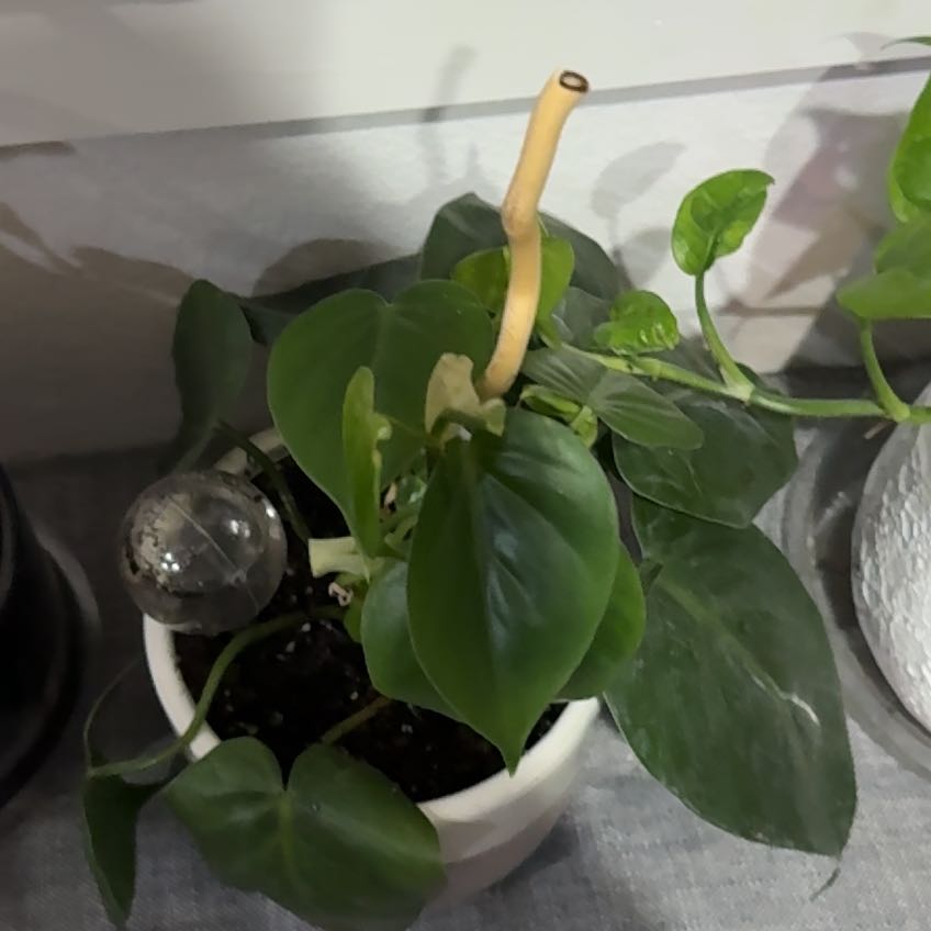 Baesil A plant by LuxuryJuneplum on Greg