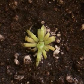 Photo of the plant species Pinguicula moctezumae by @DeanBoglaurel named Spaghetti Noodles on Greg, the plant care app