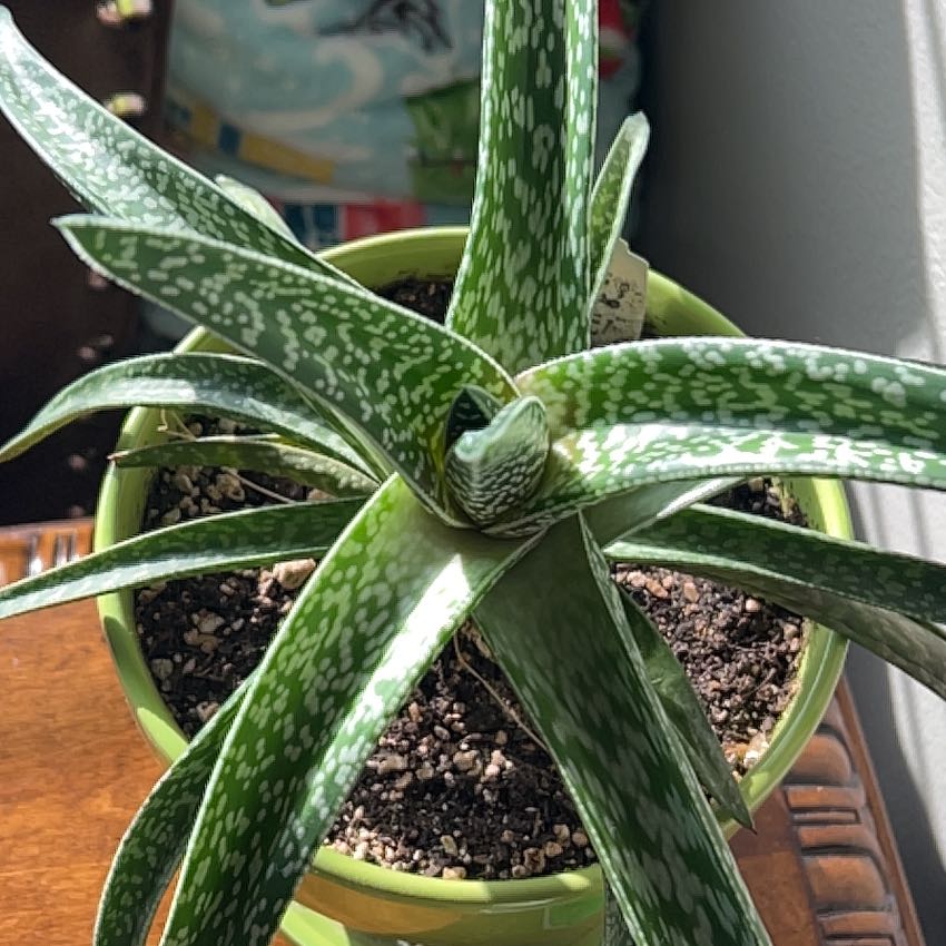 Photo of the plant species Dwarf Gasteria by @CalmingKowhai named Orlando Bloom on Greg, the plant care app