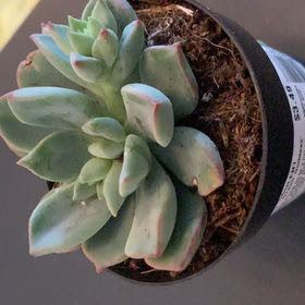 Photo of the plant species Echeveria Green Goddess by @PoniesAndPlants named Persephone on Greg, the plant care app