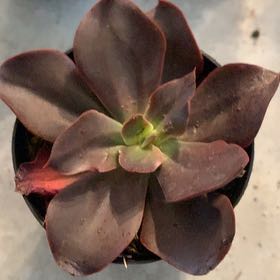 Photo of the plant species Echeveria 'Autumn Flame' by @PoniesAndPlants named Autumn on Greg, the plant care app