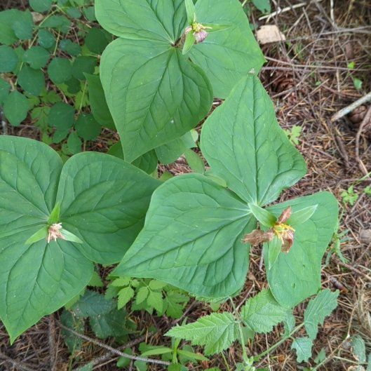Photo of the plant species Pacific Trillium by @KookySapote named Planty on Greg, the plant care app