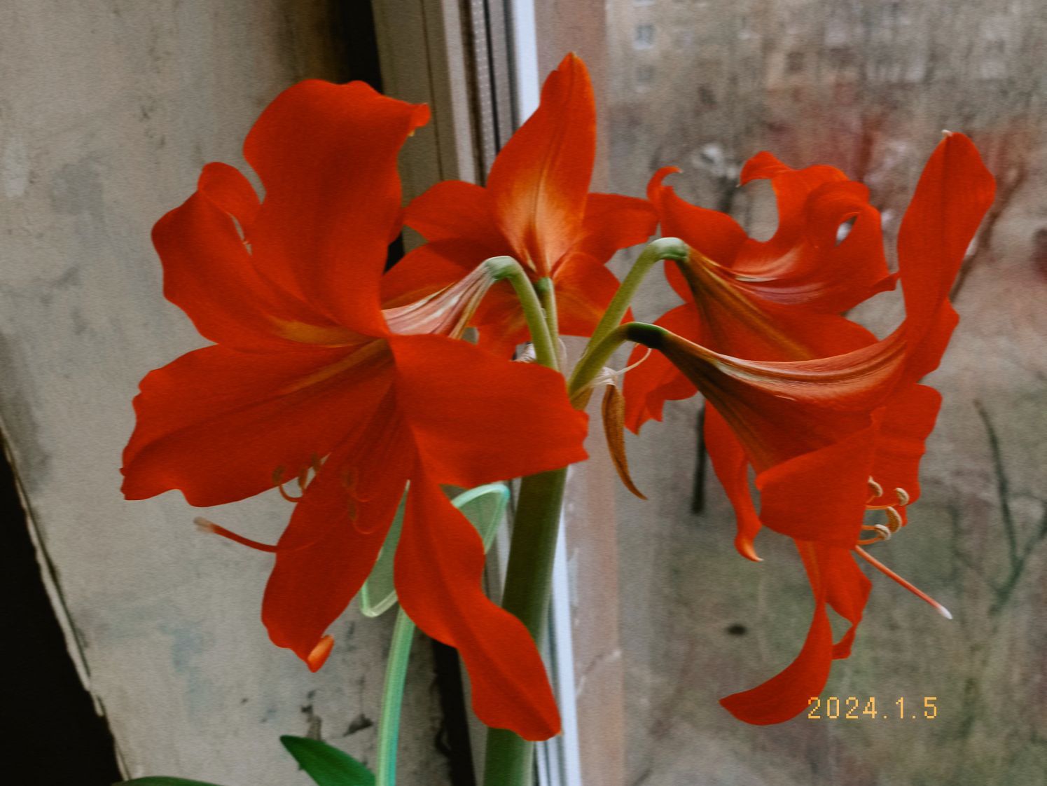 Photo of the plant species Mountain Lily by @DexterousFuscia named Лилька on Greg, the plant care app