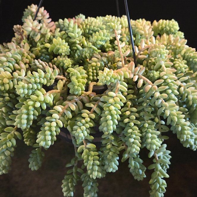 Photo of the plant species Burro's Tail by @AwakeLecanora named Ricky on Greg, the plant care app