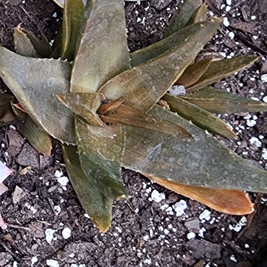 Photo of the plant species Aloe 'Walmsley's Bronze' by @cactibaby named Treeyoncé on Greg, the plant care app