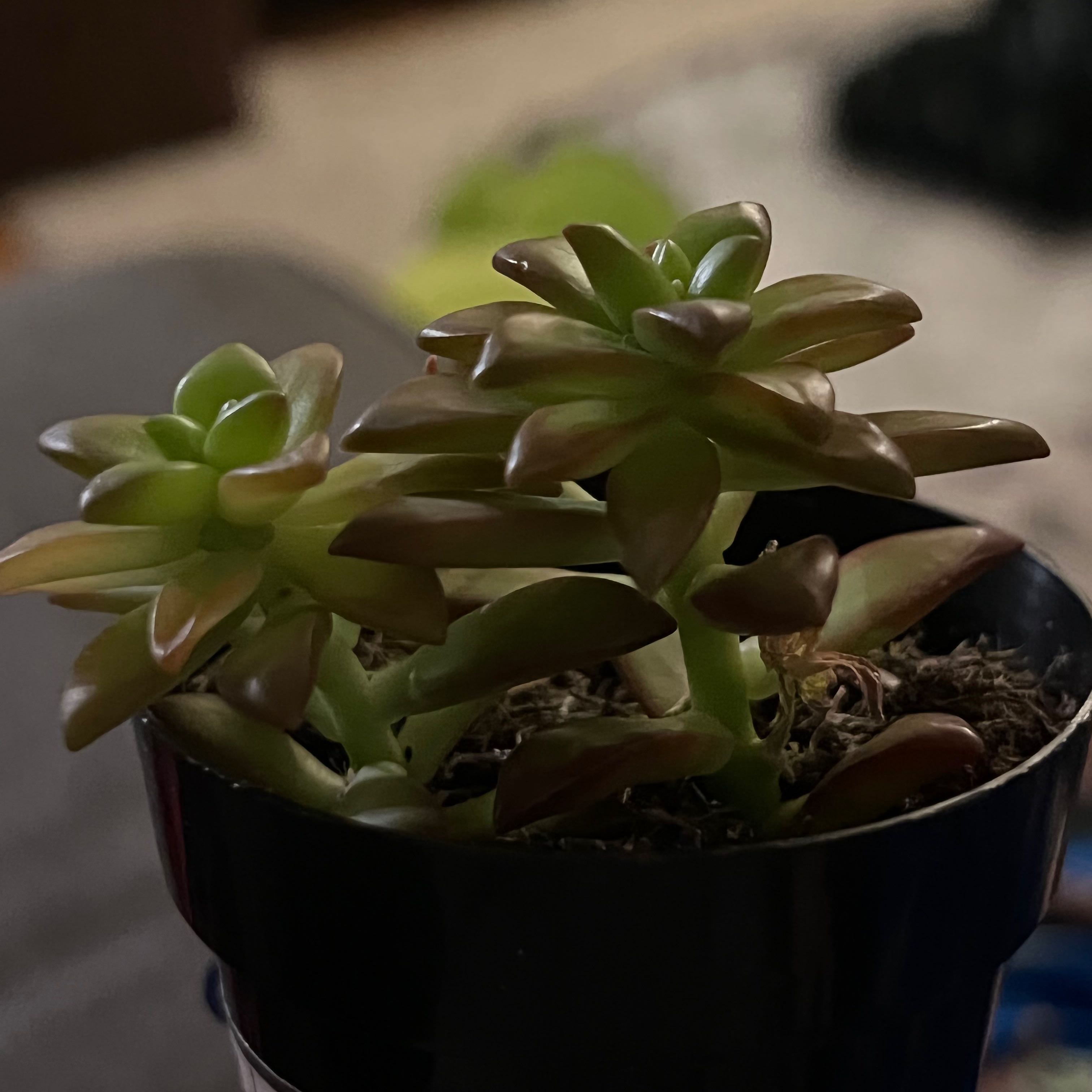 Sedum adolphi 'Shooting Stars' plant in a small pot, healthy with green and reddish leaves.