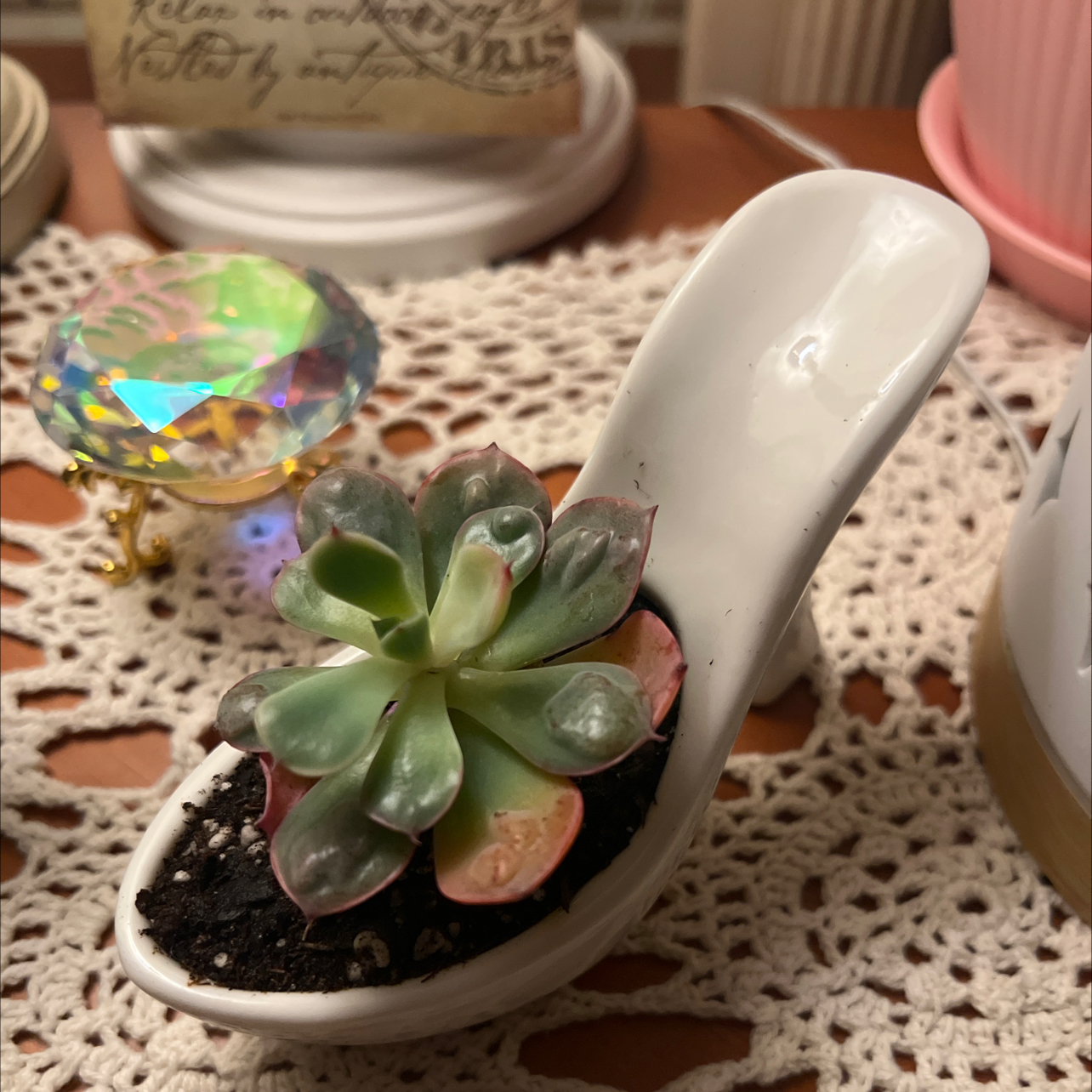Raindrops Echeveria succulent in a decorative white container on a lace surface.