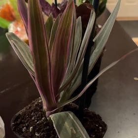 Photo of the plant species Moses In A Boat Tricolor by @FunnyAmurcherry named Sahara on Greg, the plant care app