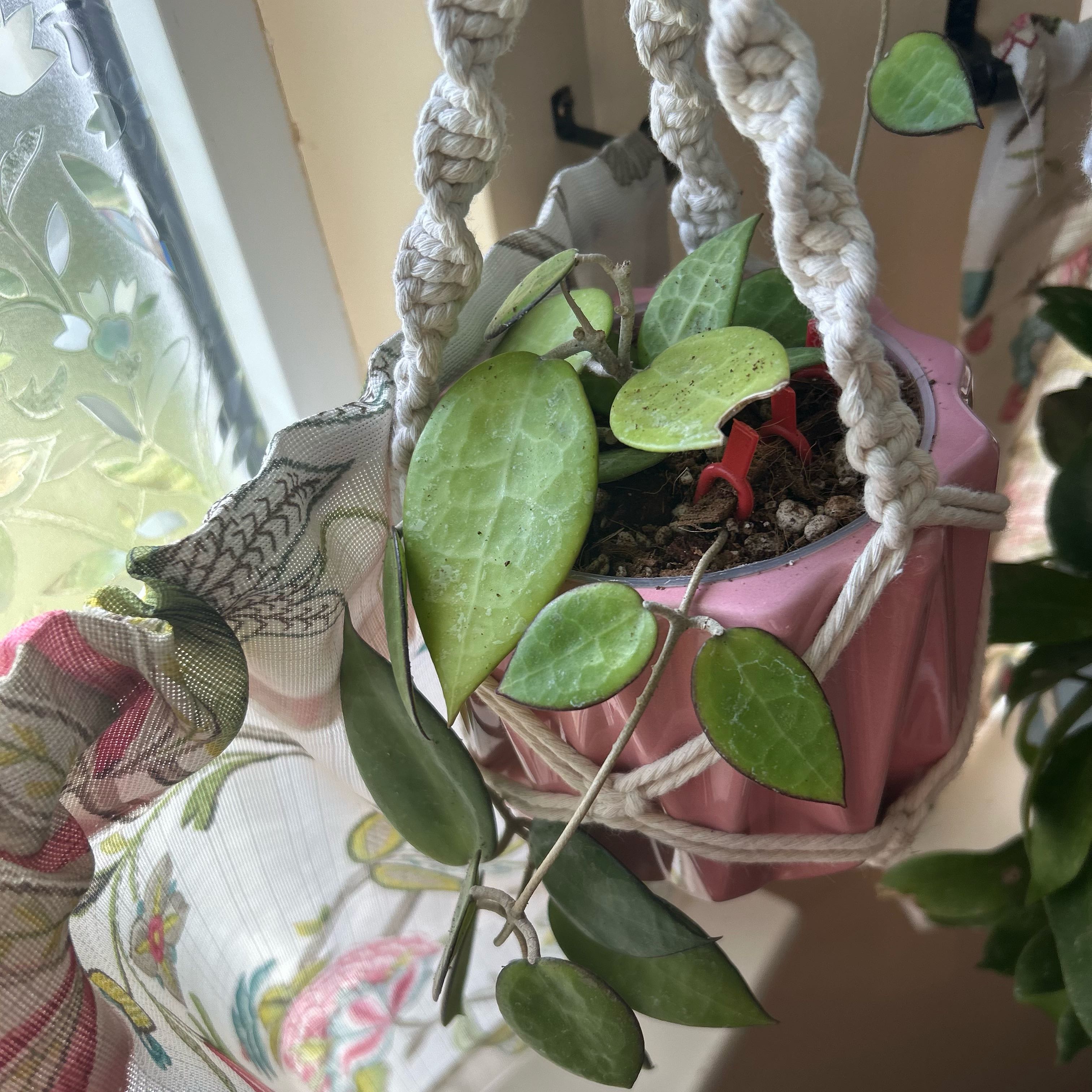 Hoya parasitica 'Black Margin' plant in a pink hanging pot with healthy green leaves.