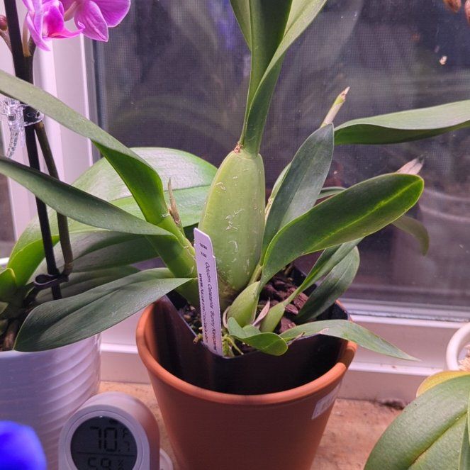 Photo of the plant species Odontocidium Catatante 'Pacific Sun Spots' by @UnbrokenAraceae named Keanu Leaves on Greg, the plant care app