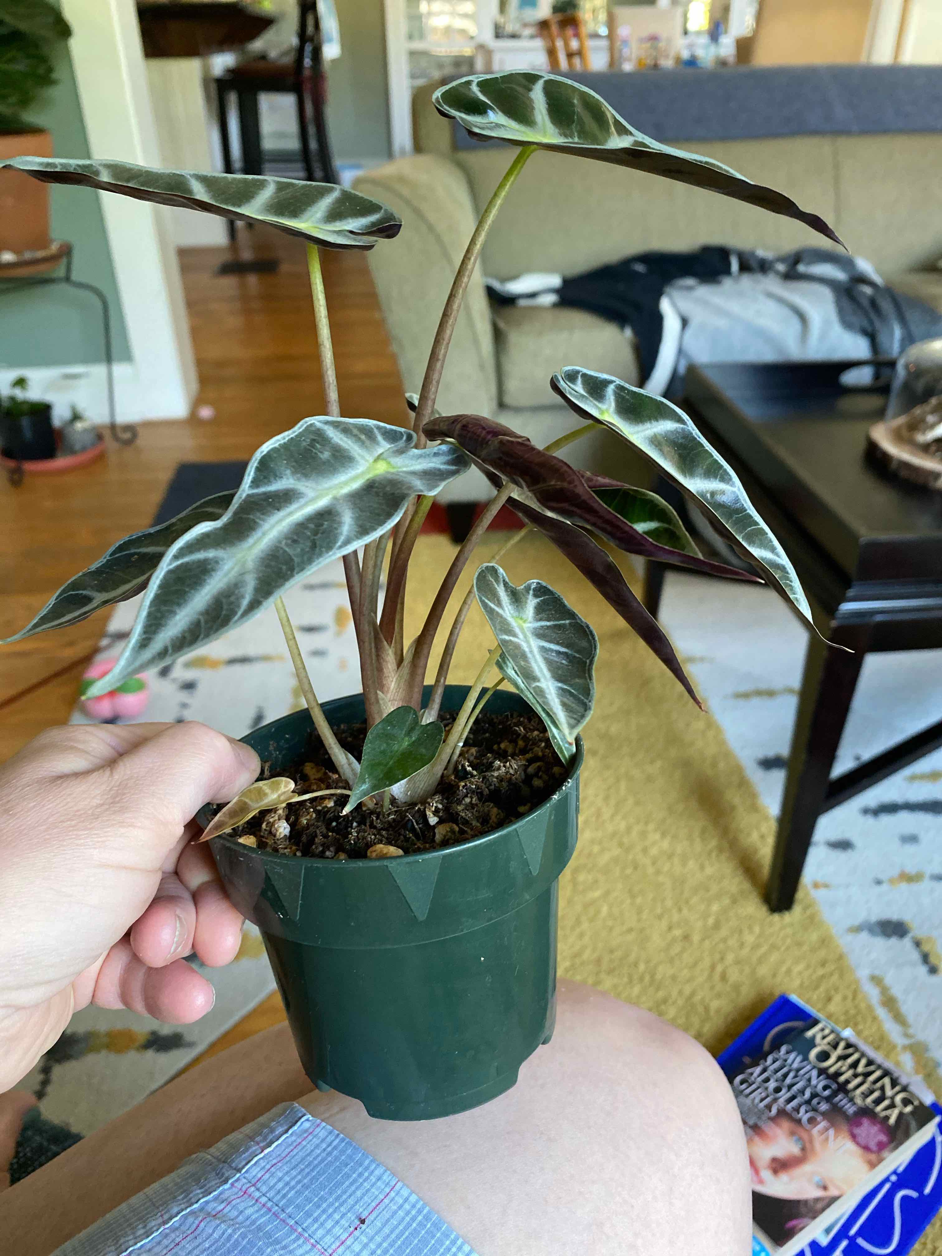 Alocasia 'Bambino' plant in a green pot, held by a hand, with healthy dark green leaves.