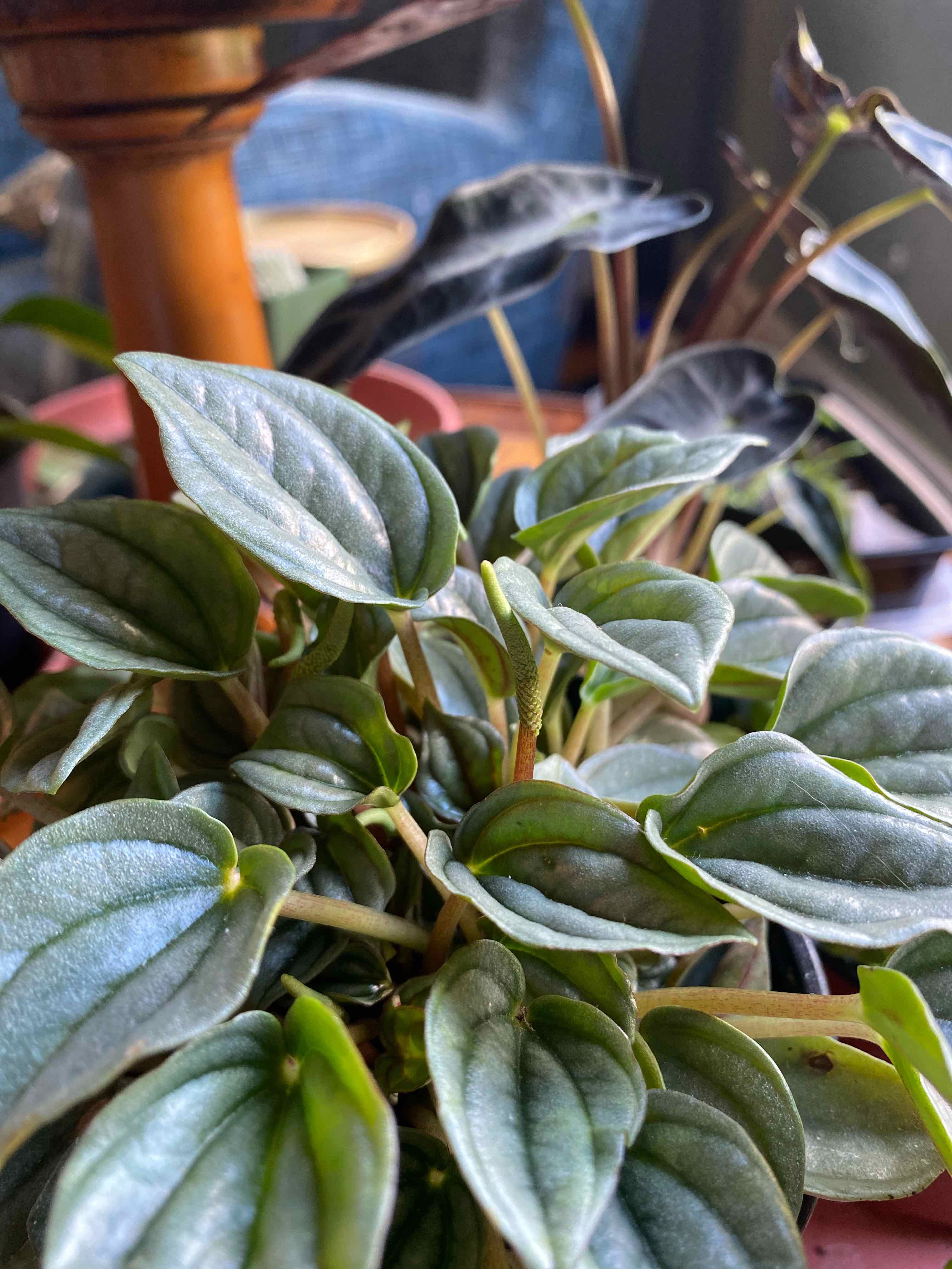 Peperomia 'Napoli Nights' plant with healthy green leaves.