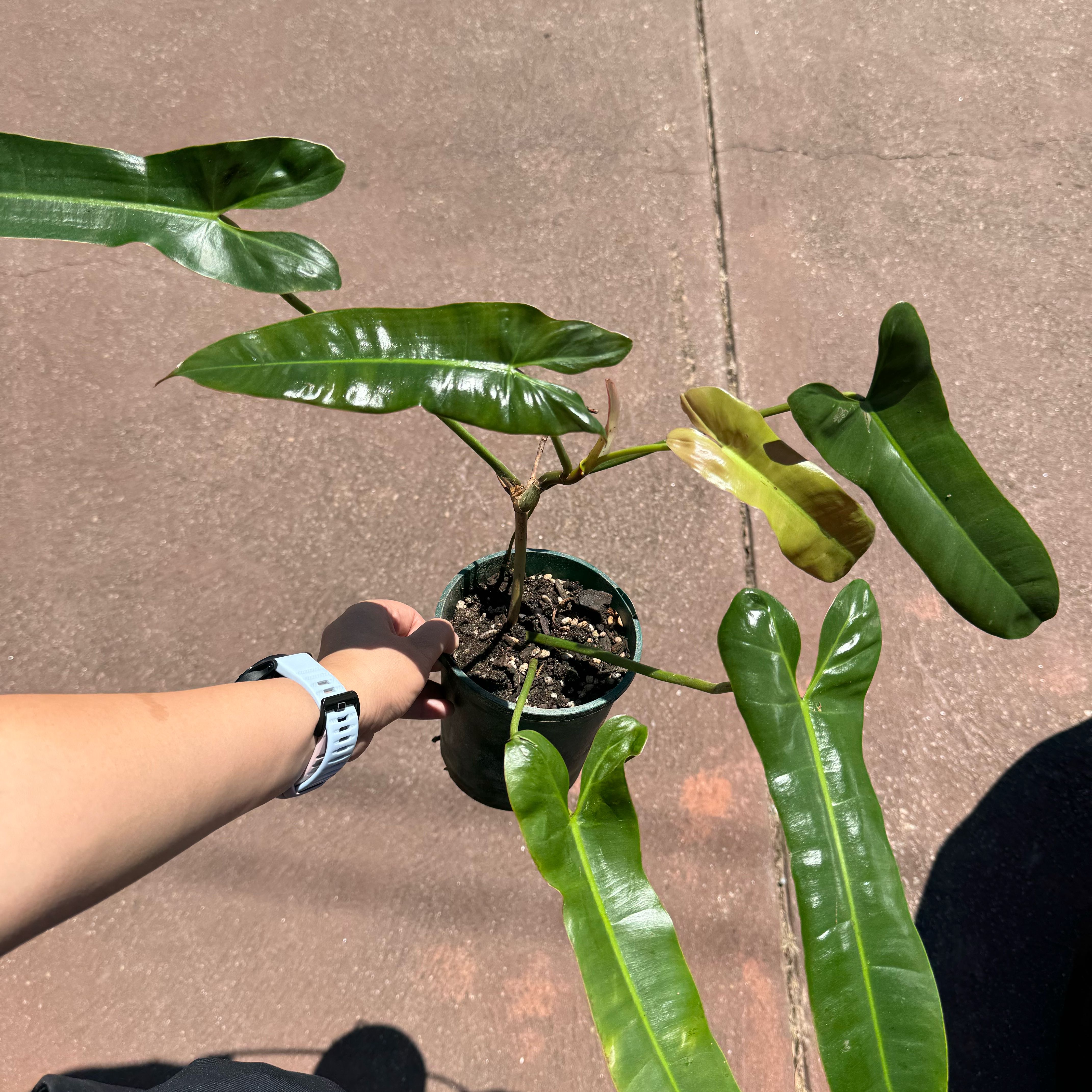 Philodendron atabapoense plant with glossy green leaves, one leaf yellowing, held by a hand.