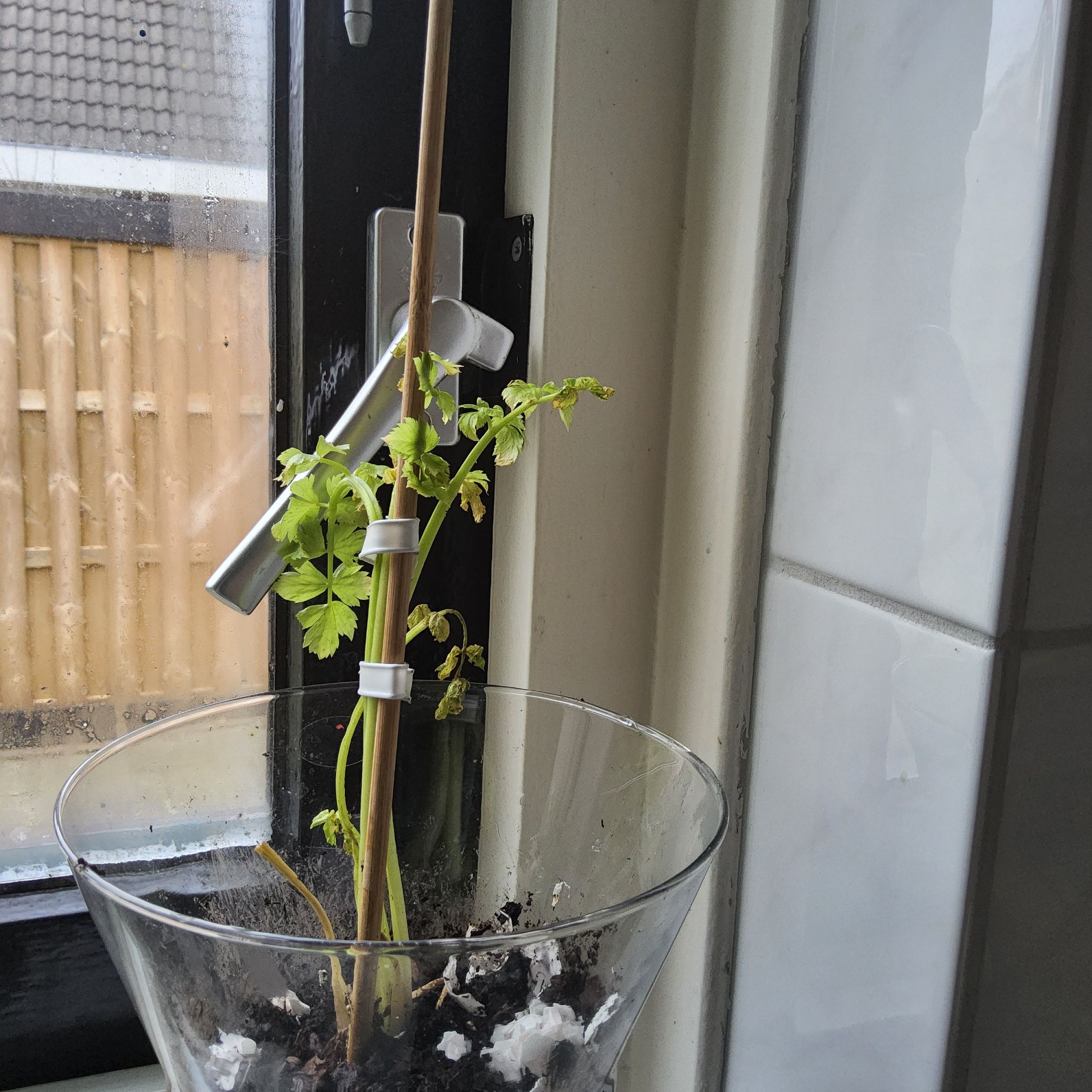 Photo of the plant species Sea Celery by @ClearcutBonsi named Harper on Greg, the plant care app