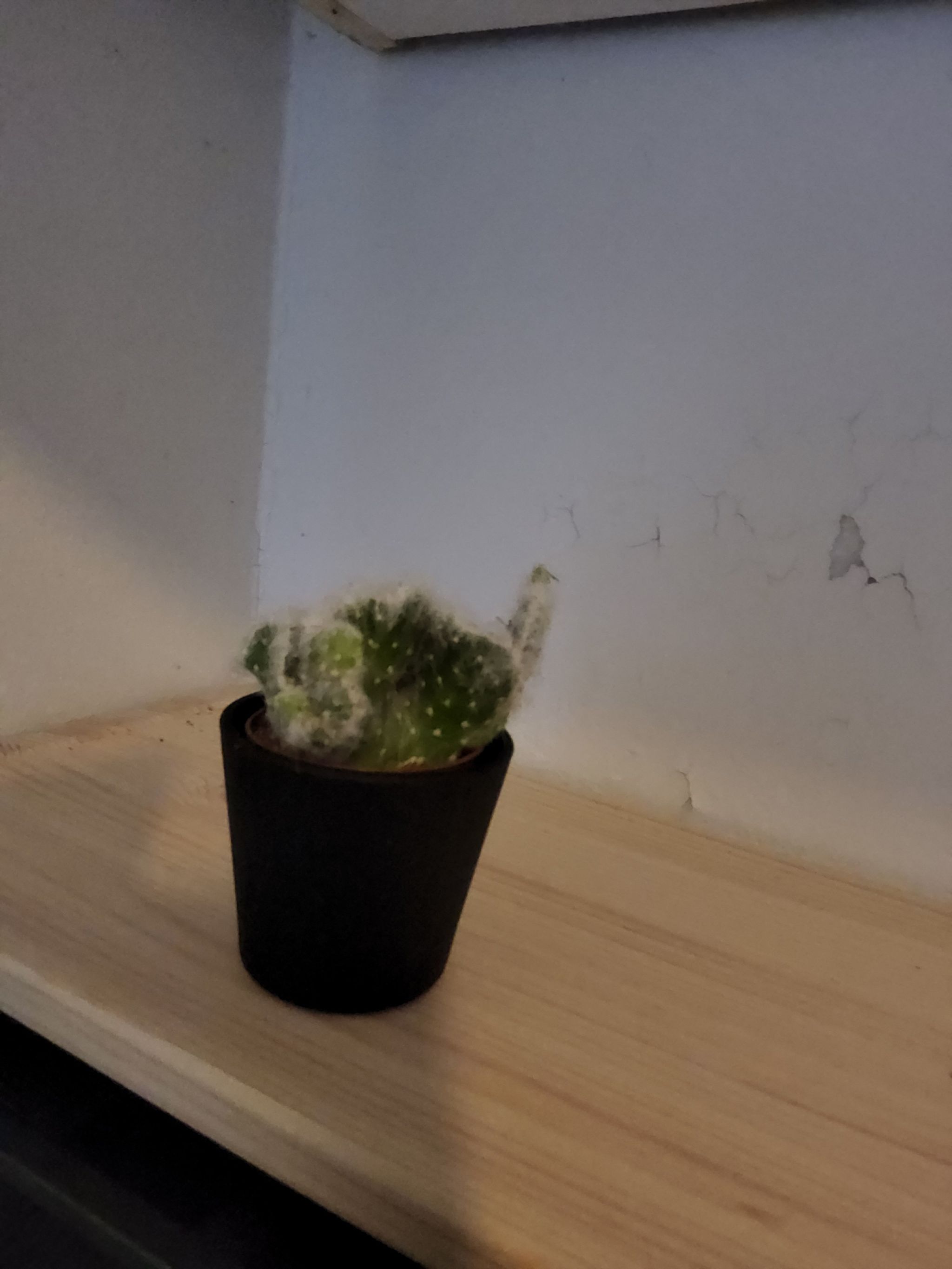 Photo of the plant species Crested Cotton Pole Cactus by @ClearcutBonsi named Sproutacus on Greg, the plant care app