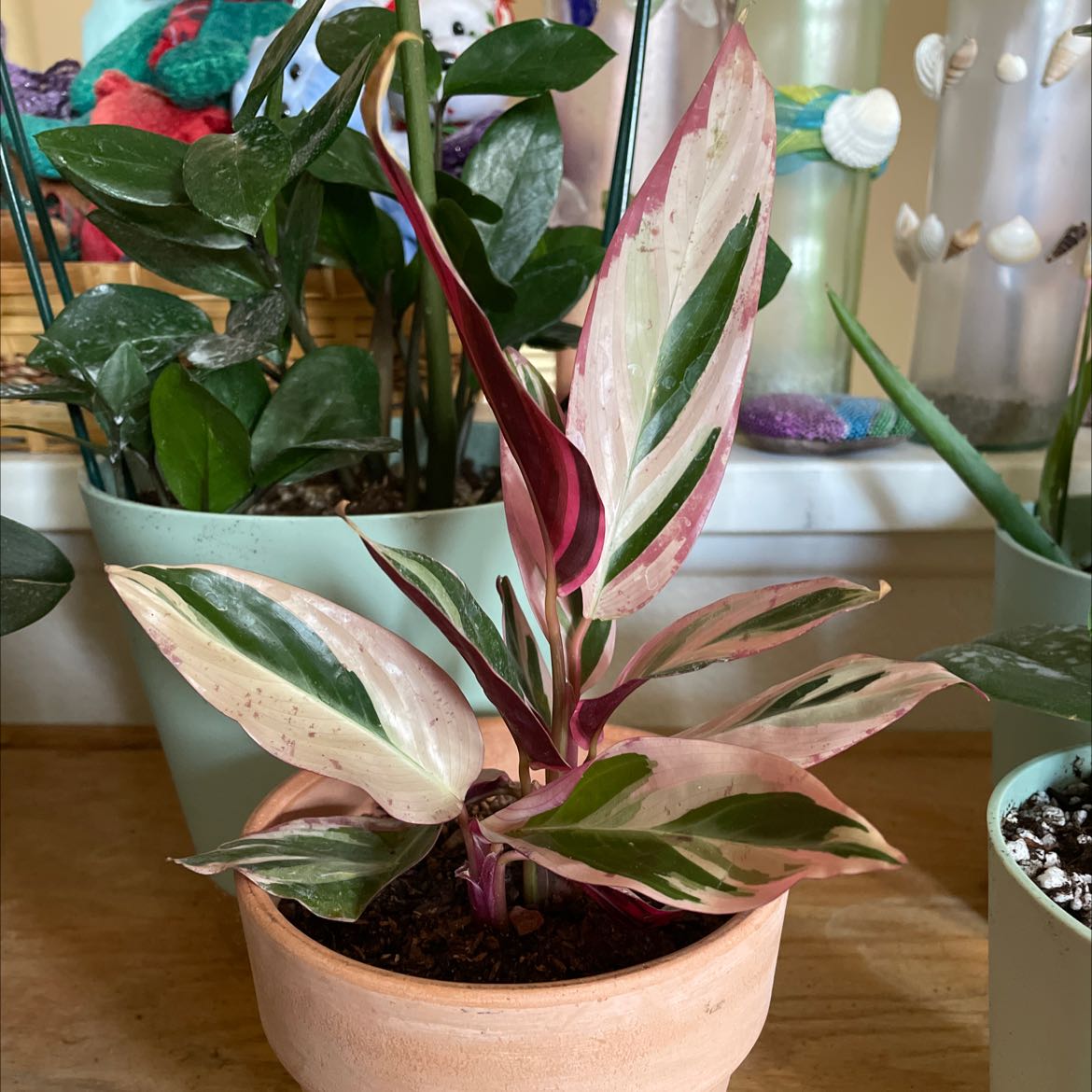 Stromanthe sanguinea 'Tricolor' plant in a pot with variegated leaves in green, white, and pink.