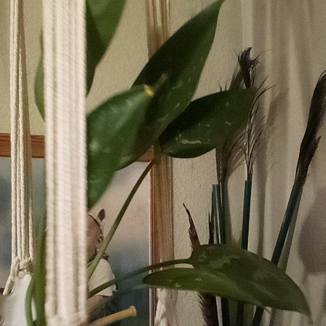 Photo of the plant species Chinese Evergreen by @SassySalad named Hamilton on Greg, the plant care app