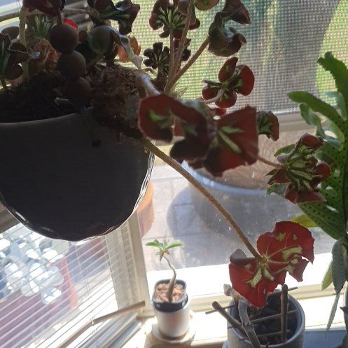 Photo of the plant species begonia stained glass by @StoriedBacchus named Hemingway on Greg, the plant care app