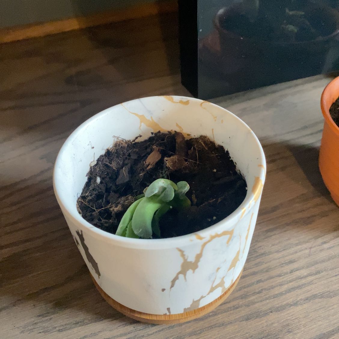 Veined Haworthia plant in a white marbled pot with visible soil.