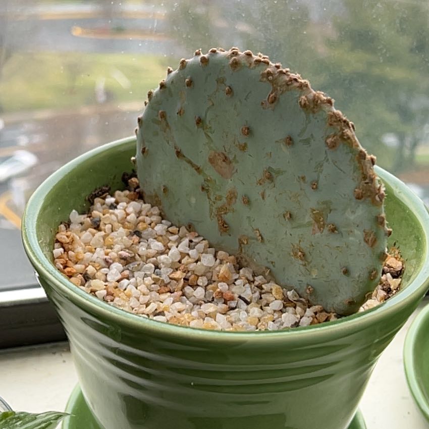 Violet Prickly Pear cactus in a green pot with gravel, showing some brown spots.
