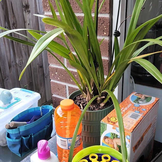 Photo of the plant species Crested Yellow Orchid by @BusyGasplant named Rihanna on Greg, the plant care app