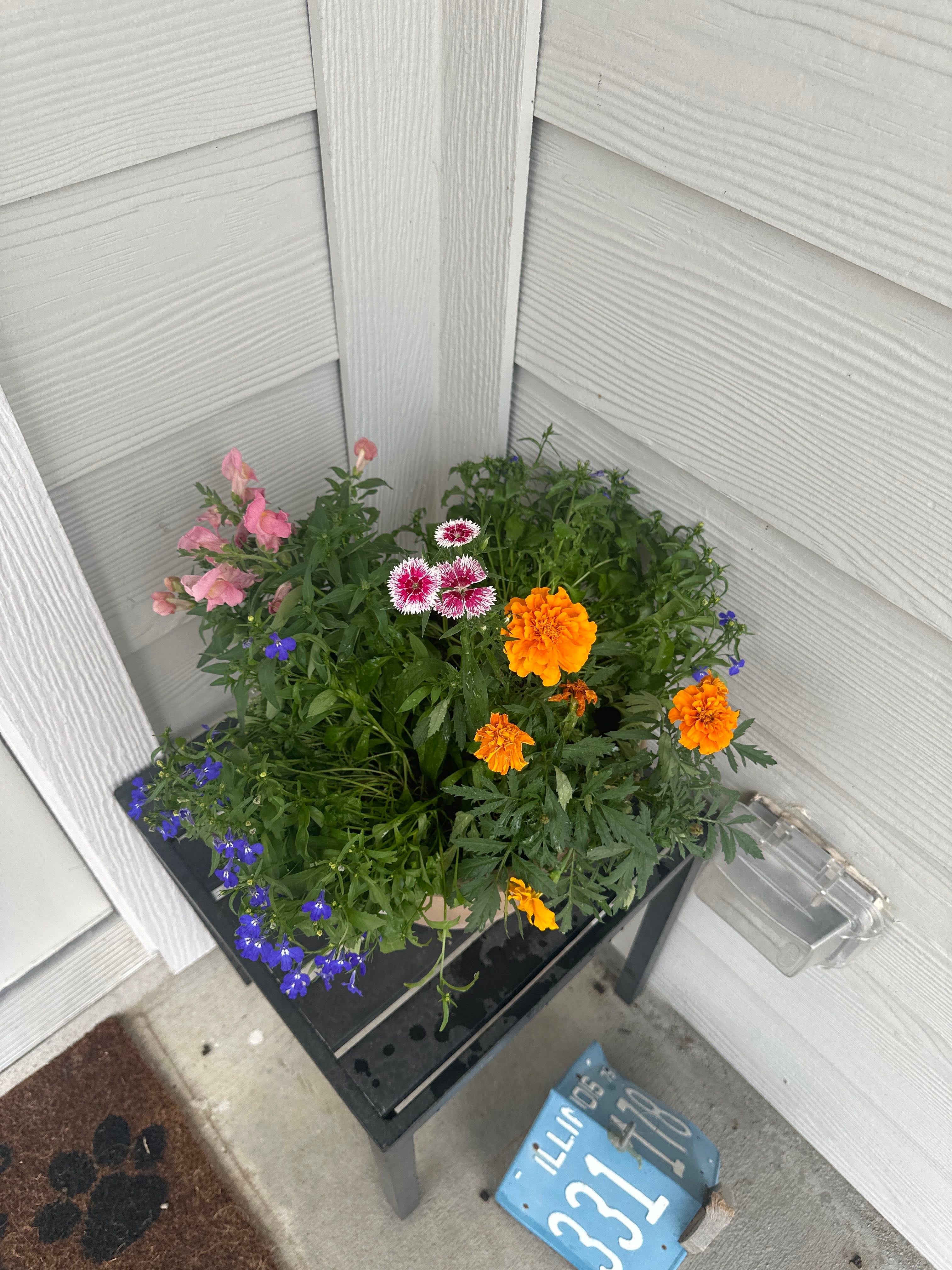 🌸 Border Carnation Hardiness Zones Ultimate Guide 6a9b