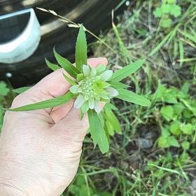 Photo of the plant species Lemon Bergamot by @UpliftedCorrea named McKinley on Greg, the plant care app