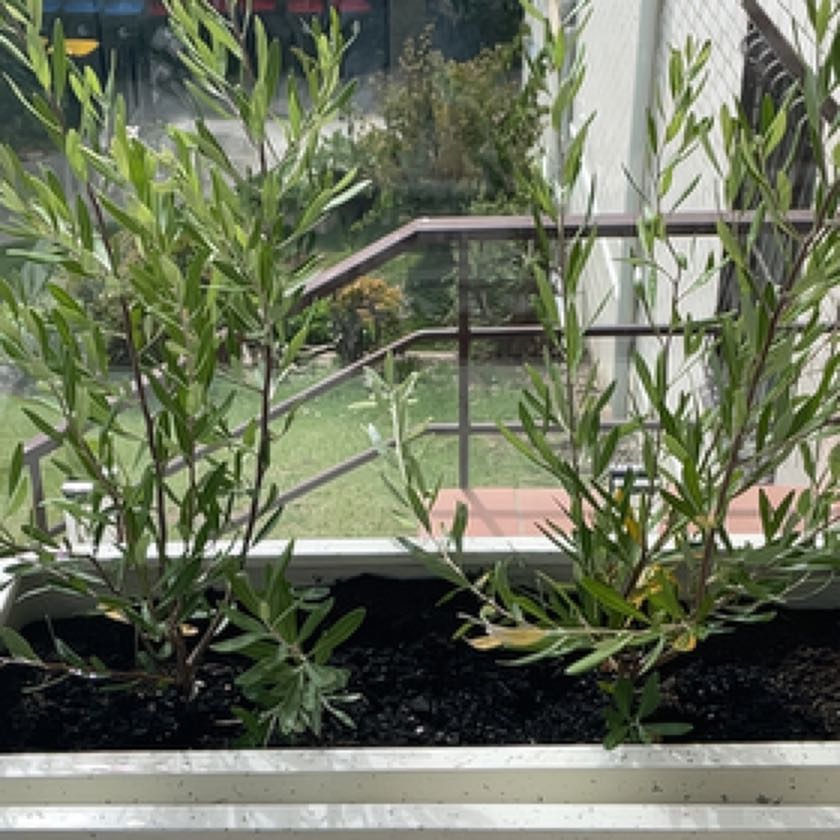 Photo of the plant species Grevillea sp. by @PrinceNectarine named Marilyn on Greg, the plant care app