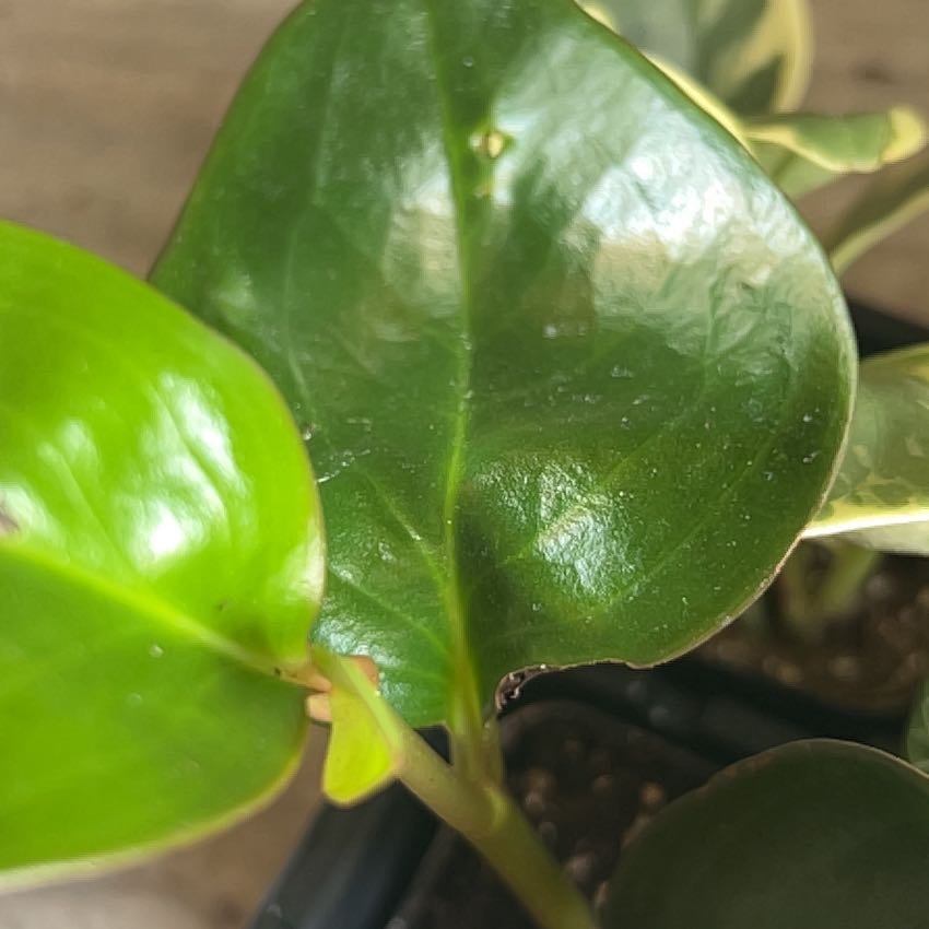 Close-up of a New Zealand Broadleaf plant with glossy green leaves.