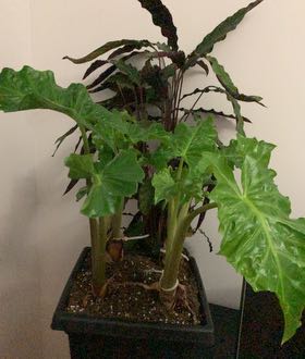 Photo of the plant species Walking Fern by @AgileElkclover named Sir Plancelot on Greg, the plant care app