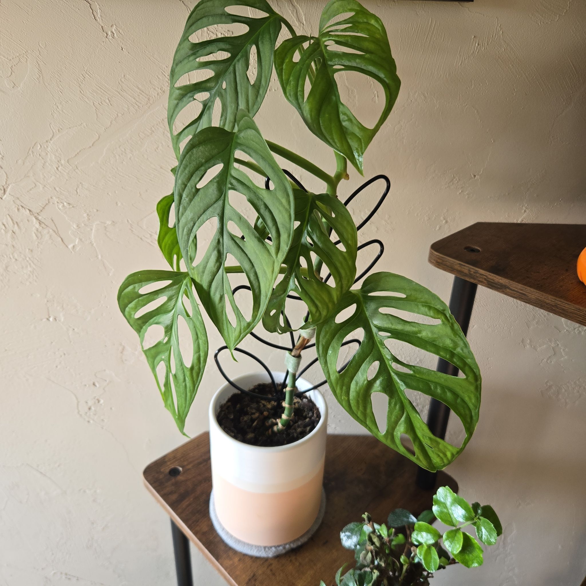 Photo of the plant species Monstera obliqua cf Pangui by @MajorSweetsop named Terra on Greg, the plant care app