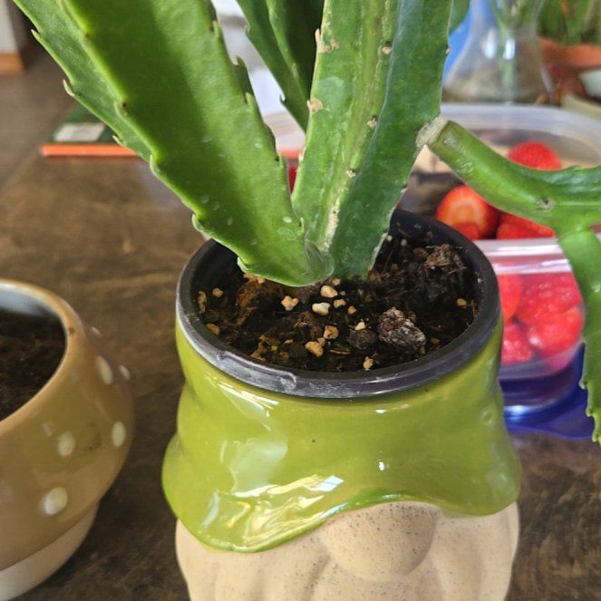 Photo of the plant species Purple Starfish cactus by @MajorSweetsop named Tolkien on Greg, the plant care app