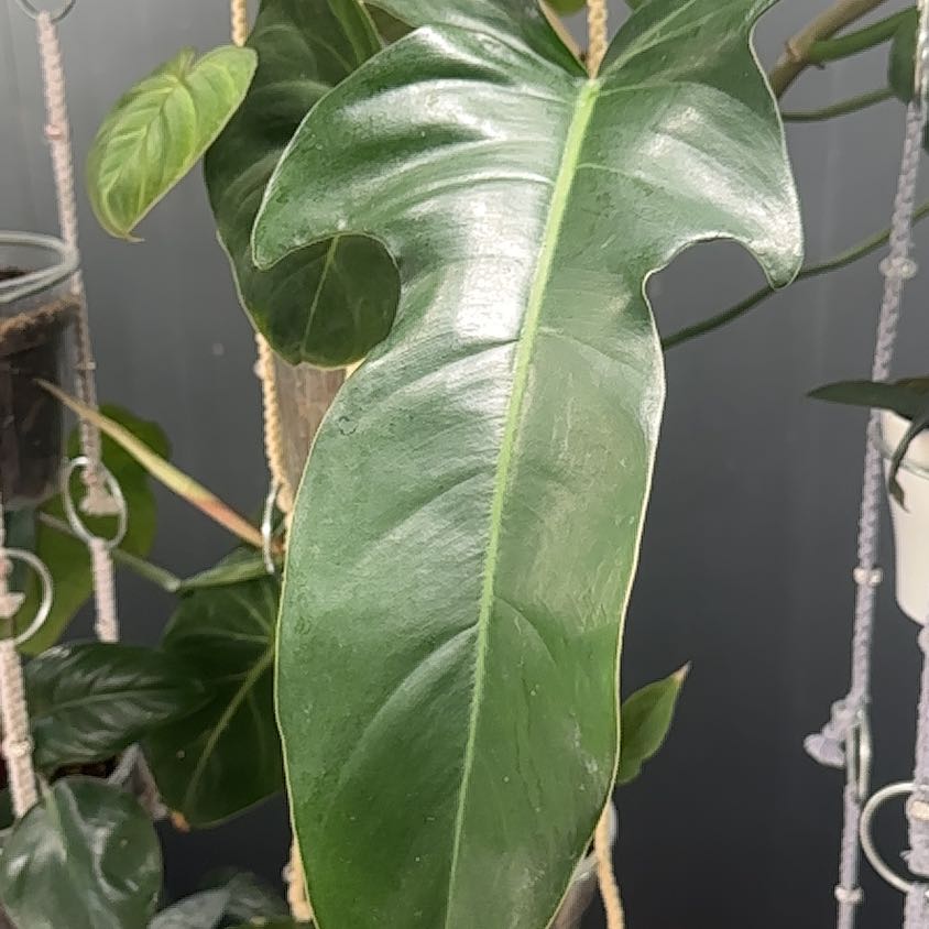Photo of the plant species Philodendron 'Bob Cee' by @LordBonsi named Achilles on Greg, the plant care app