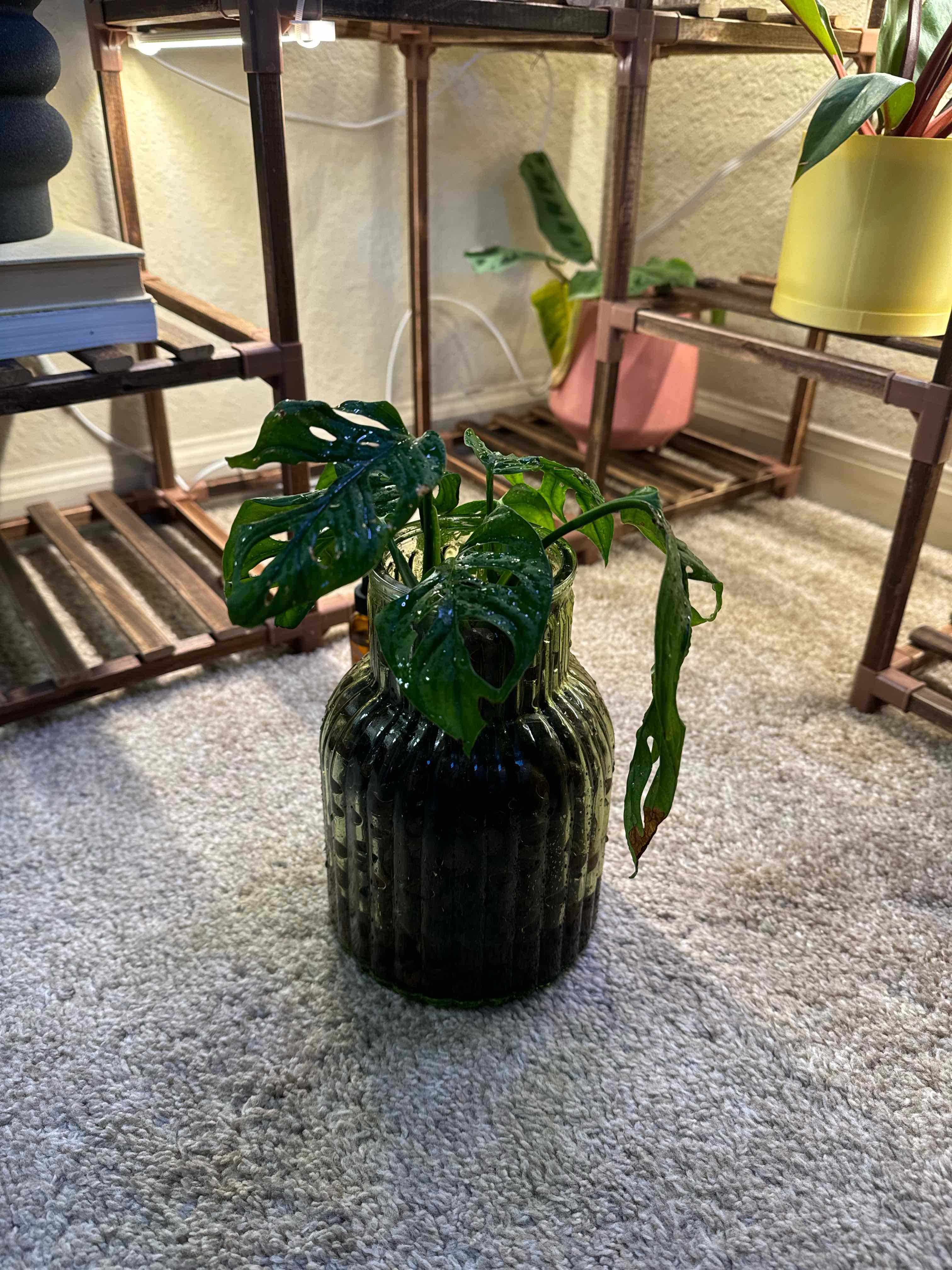 Monstera lechleriana plant in a dark glass container on a carpeted floor.