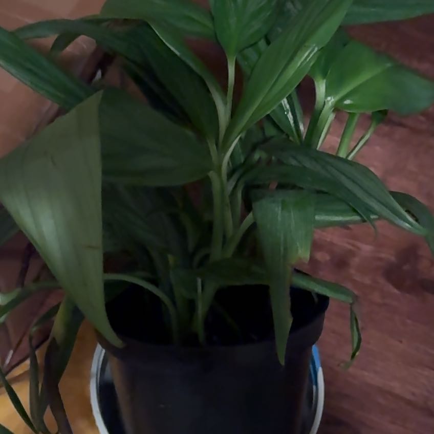 Plant care for Philo Green Congo Nuclear on Greg, the plant care app