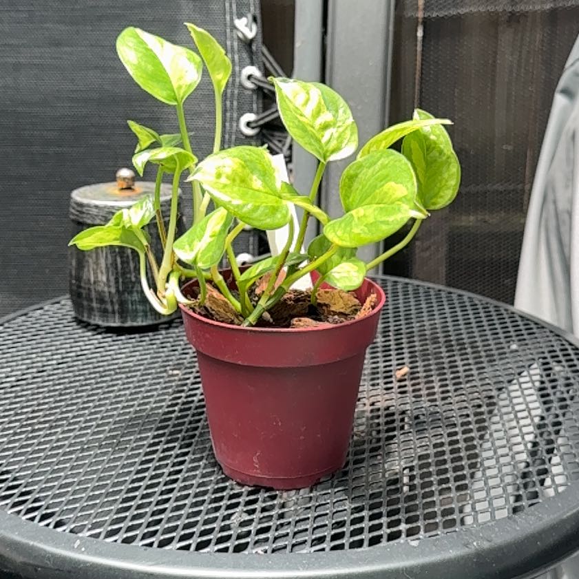 Photo of the plant species Global Green Pothos by @LadyStally08 named Curie on Greg, the plant care app