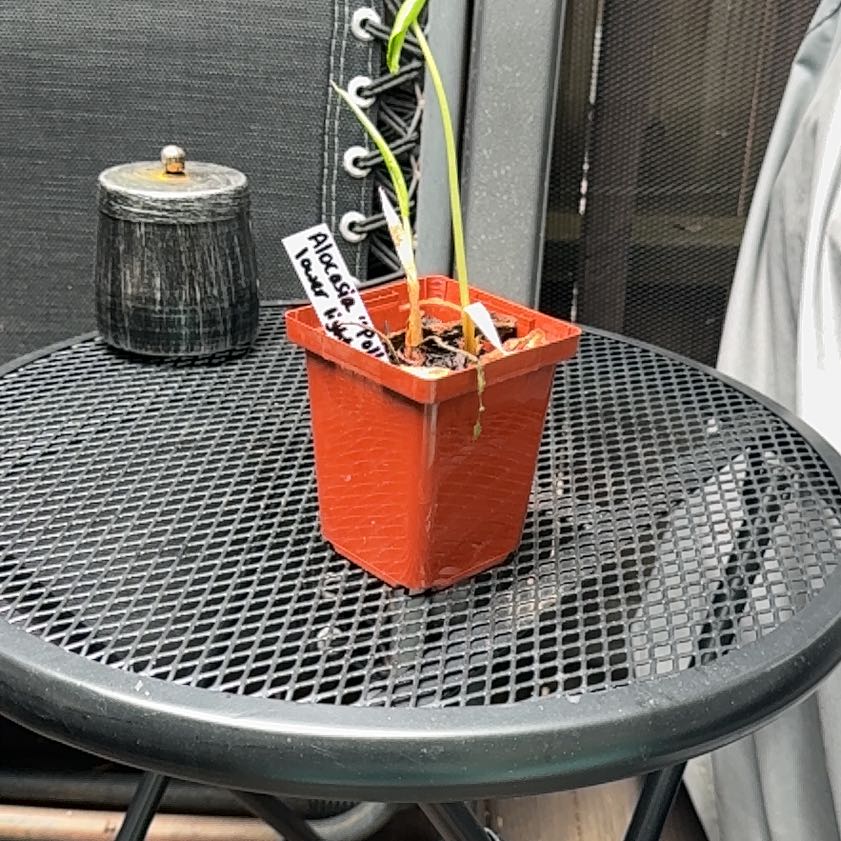 Photo of the plant species Alocasia Polly Aurea by @LadyStally08 named Sahara on Greg, the plant care app