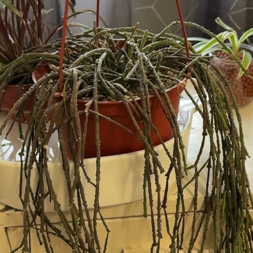 Photo of the plant species Bundle of Sticks by @SDBurbstead named Locke on Greg, the plant care app