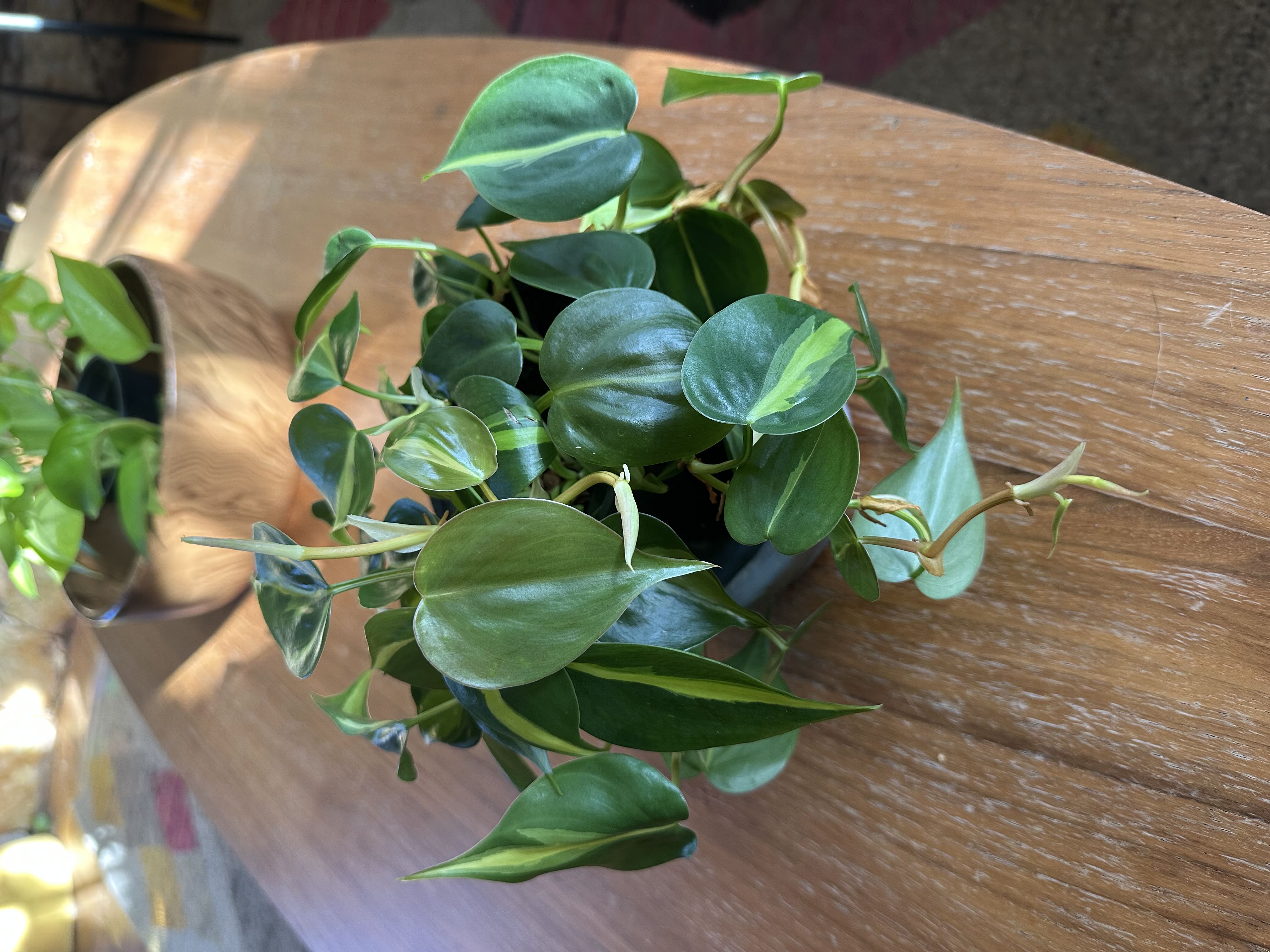 Photo from the post