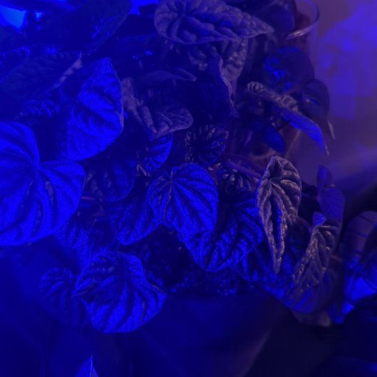 Photo of the plant species Peperomia 'Luna Grey' by @WildRootsForest named Surya on Greg, the plant care app