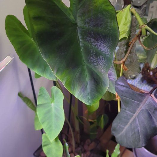 Photo of the plant species Blue Hawaii Elephant Ear by @WildRootsForest named Queen on Greg, the plant care app