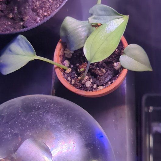 Photo of the plant species Blue Satin Scindapsus by @WildRootsForest named Lebron on Greg, the plant care app
