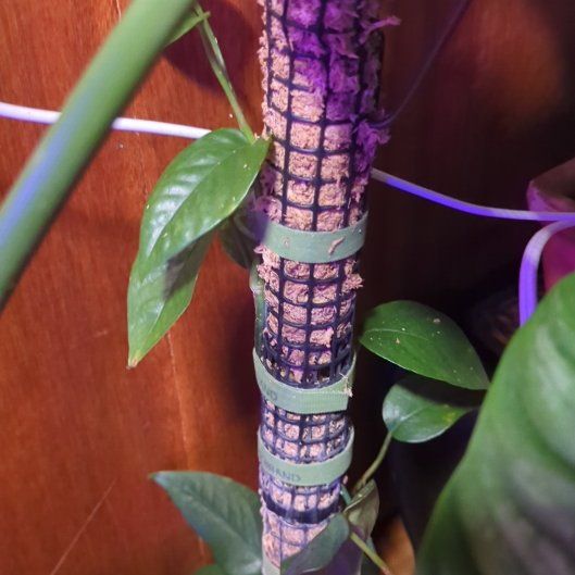 Photo of the plant species Cebu Blue Pothos by @WildRootsForest named Duke on Greg, the plant care app