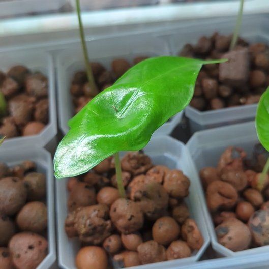Photo of the plant species Alocasia by @WildRootsForest named Clooney on Greg, the plant care app